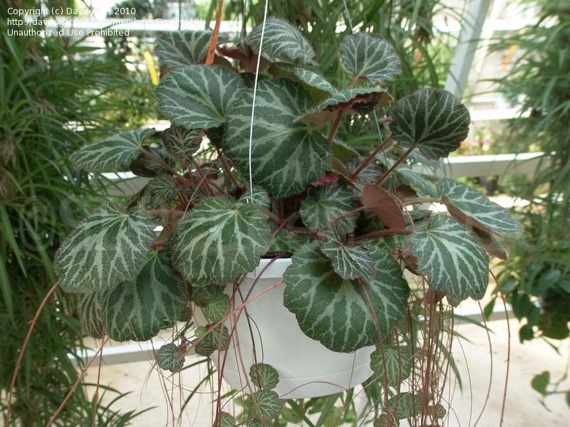 Gelin Teli Çiçeği – Begonia Saxifraga (Askılı Saksıda)