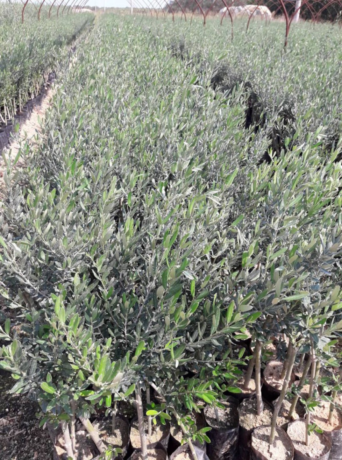Gemlik - Trilye Zeytin Fidanı Tüplü ve Aşılı 3 Yaş 2 Adet