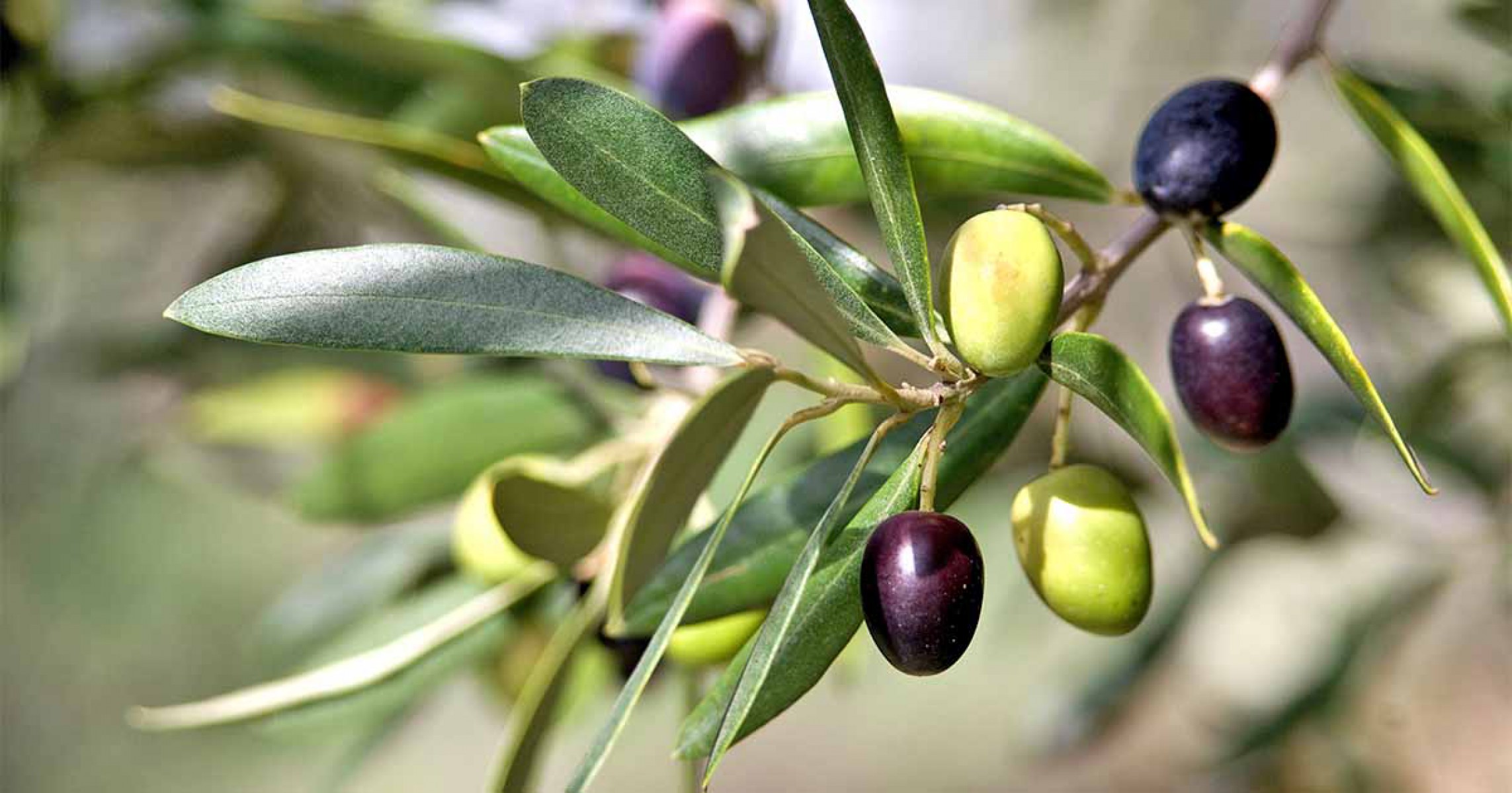 Gemlik - Trilye Zeytin Fidanı Tüplü ve Aşılı 3 Yaş 3 Adet