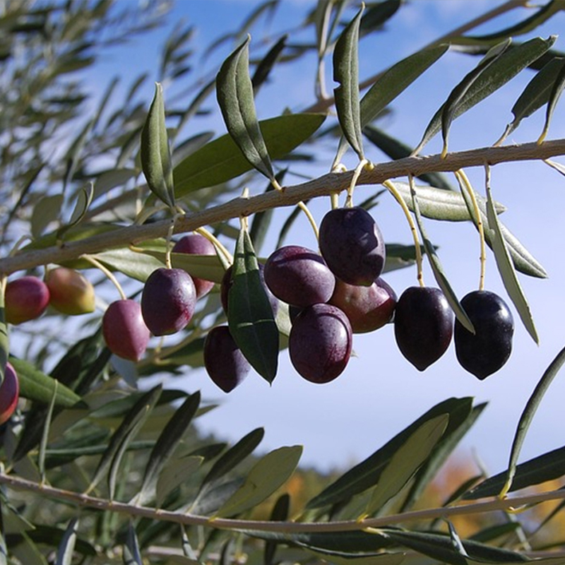 Gemlik - Trilye Zeytin Fidanı Tüplü ve Aşılı 3 Yaş 3 Adet