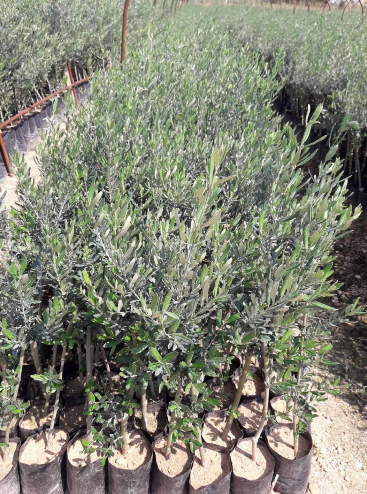 Gemlik - Trilye Zeytin Fidanı Tüplü ve Aşılı 3 Yaş 3 Adet
