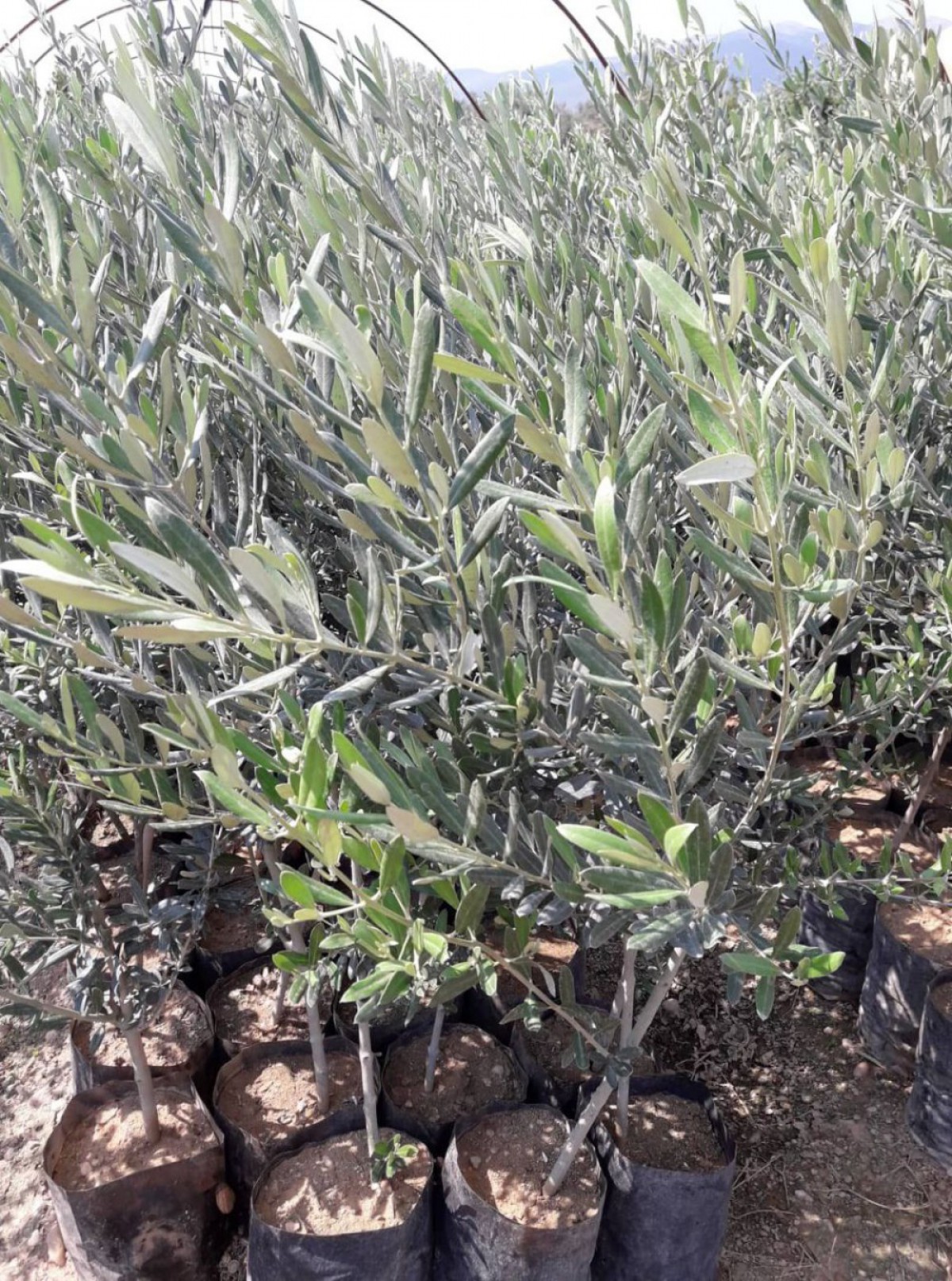 Gemlik - Trilye Zeytin Fidanı Tüplü ve Aşılı 3 Yaş 3 Adet