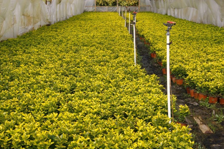 Gold Taflan (Euonymus Japonica Aurea) Canlı Çit Bitkisi 3 Adet