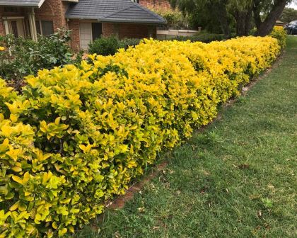 Gold Taflan (Euonymus Japonica Aurea) Canlı Çit Bitkisi 30 Adet