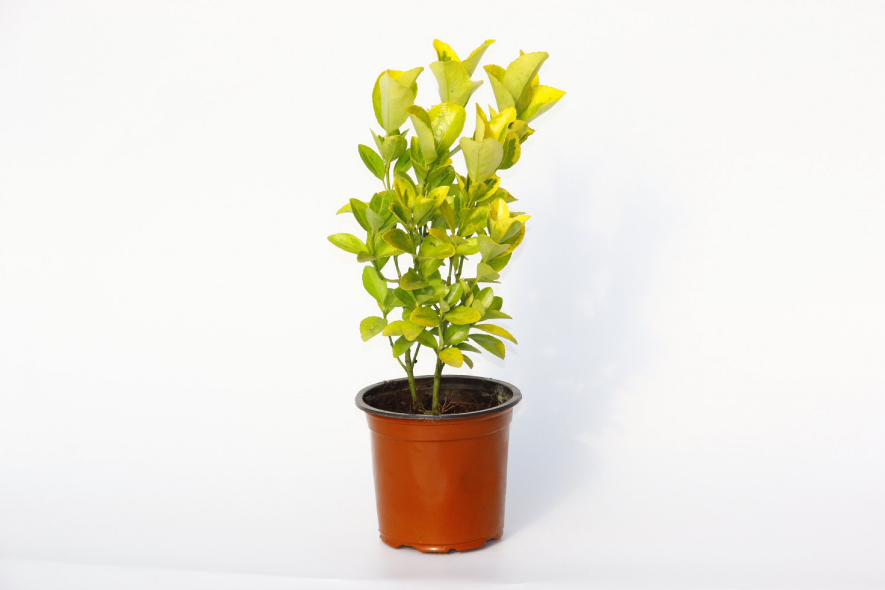 Gold Taflan (Euonymus Japonica Aurea) – Sarı Çit Bitkisi 2’li Dikim 3 Adet