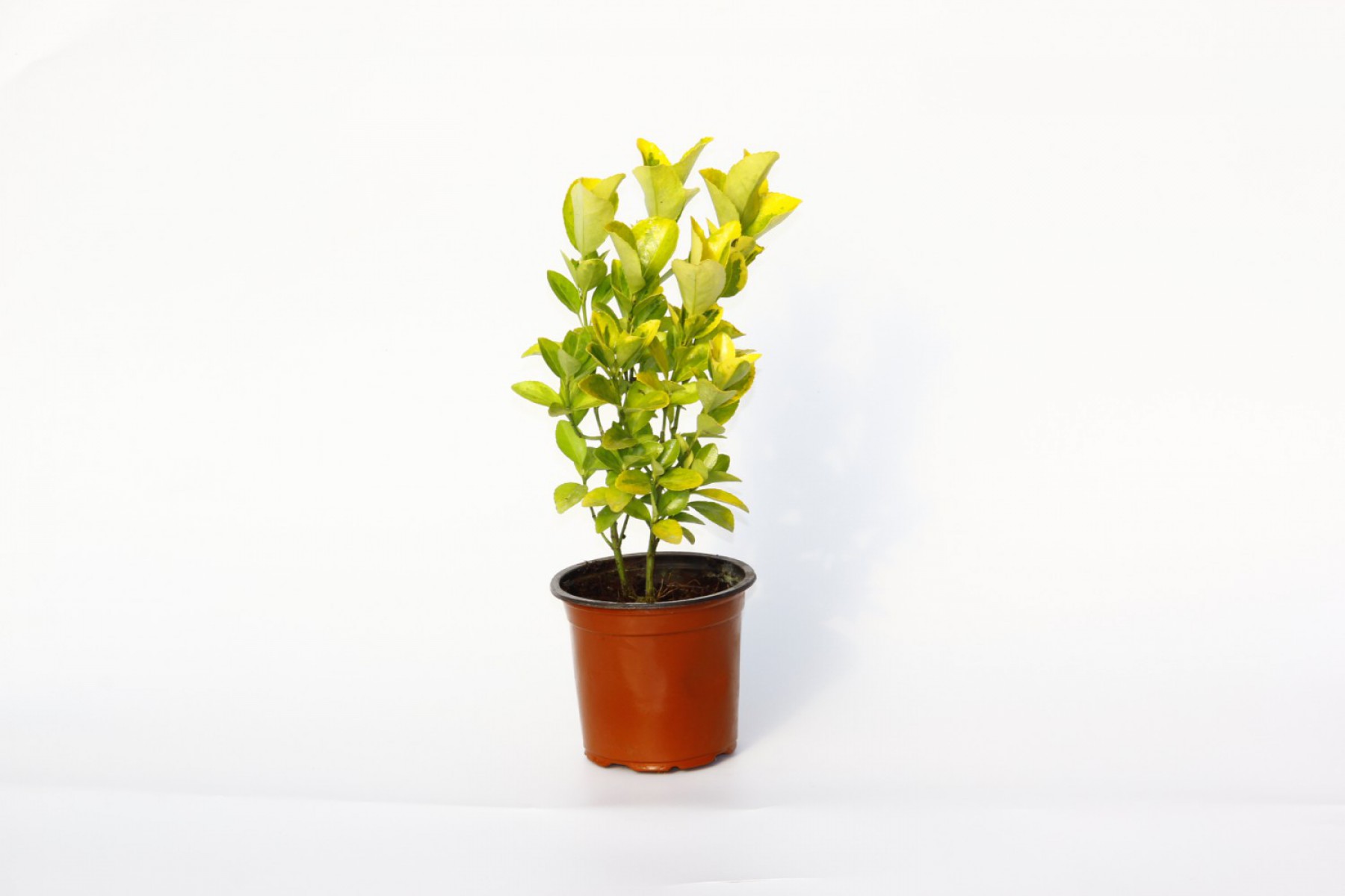 Gold Taflan (Euonymus Japonica Aurea) – Sarı Çit Bitkisi 2’li Dikim 3 Adet