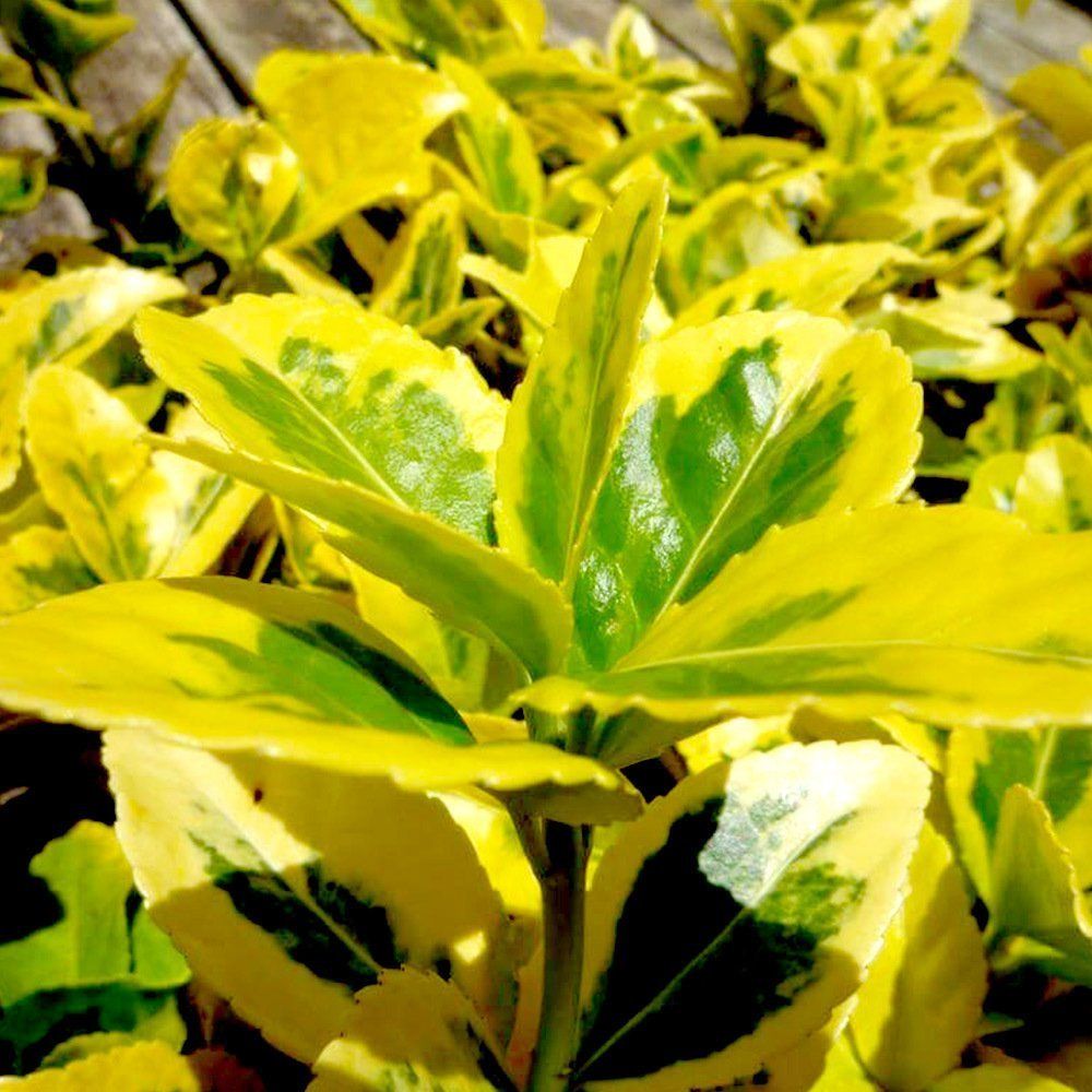 Gold Taflan (Euonymus Japonica Aurea) – Sarı Çit Bitkisi 2’li Dikim 3 Adet