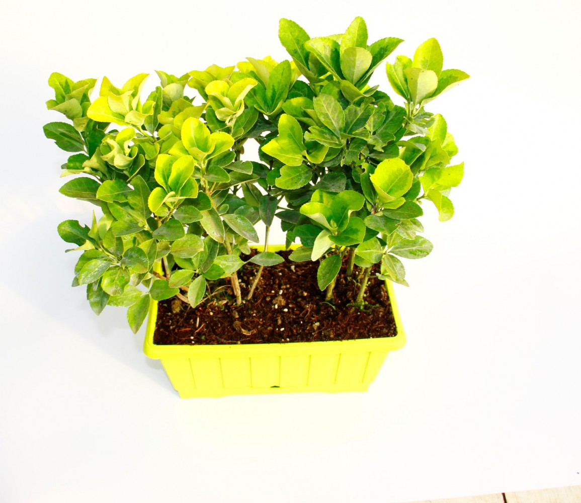 Gold Taflan (Euonymus Japonica Aurea) – Sarı Çit Bitkisi 6’li Dikim Sarı Saksıda 3 Adet Gold Taflan (Euonymus Japonica Aurea) – Sarı Çit Bitkisi 6’li Dikim Sarı Saksıda 3 Adet