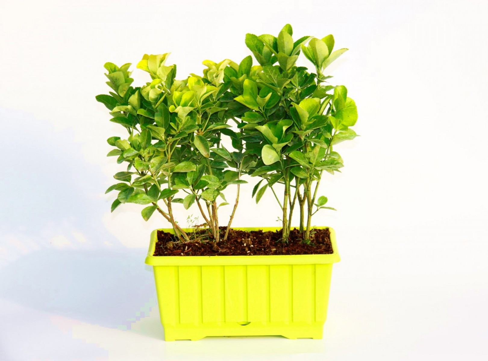 Gold Taflan (Euonymus Japonica Aurea) – Sarı Çit Bitkisi 6’li Dikim Sarı Saksıda 3 Adet Gold Taflan (Euonymus Japonica Aurea) – Sarı Çit Bitkisi 6’li Dikim Sarı Saksıda 3 Adet