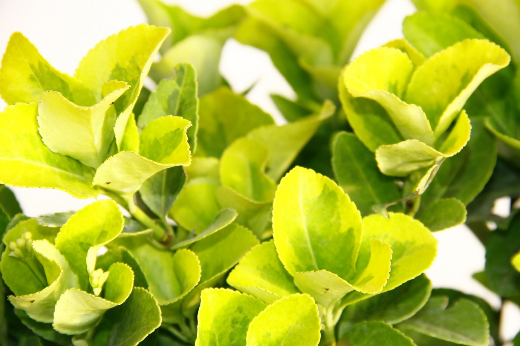 Gold Taflan (Euonymus Japonica Aurea) – Sarı Çit Bitkisi 6’li Dikim Sarı Saksıda 3 Adet Gold Taflan (Euonymus Japonica Aurea) – Sarı Çit Bitkisi 6’li Dikim Sarı Saksıda 3 Adet