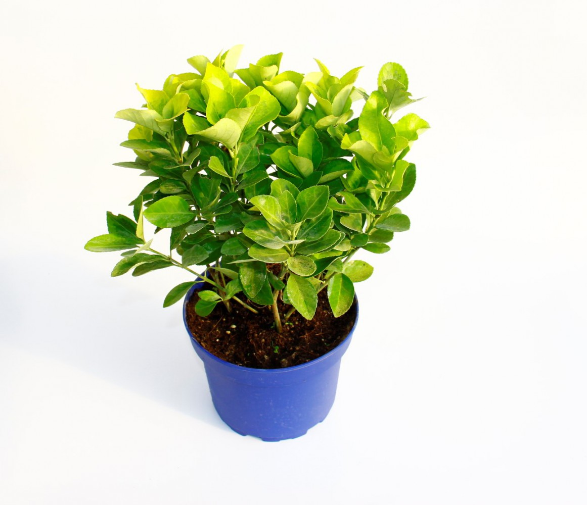 Gold Taflan (Euonymus Japonica Aurea) – Sarı Çit Bitkisi Mavi Saksıda 10 Adet Gold Taflan (Euonymus Japonica Aurea) – Sarı Çit Bitkisi Mavi Saksıda 10 Adet