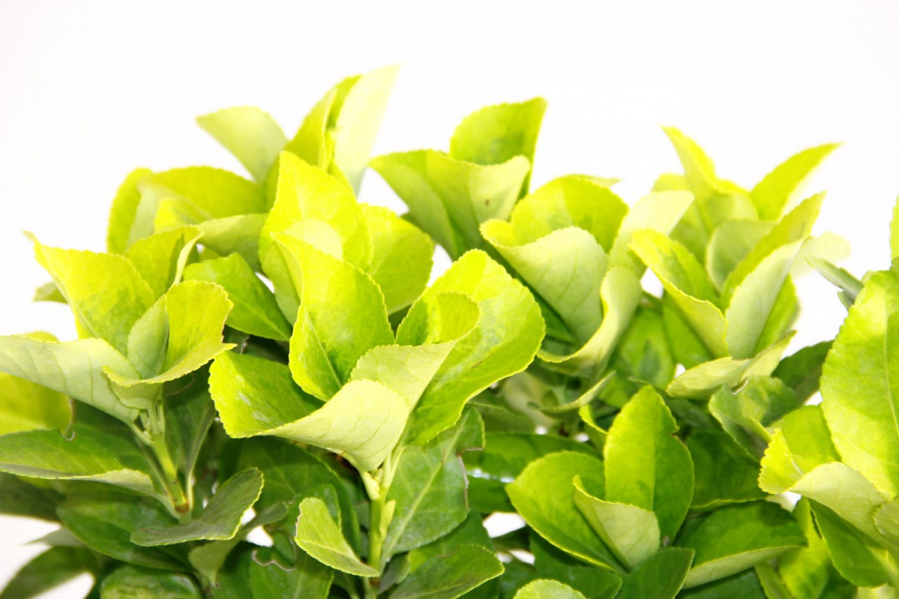 Gold Taflan (Euonymus Japonica Aurea) – Sarı Çit Bitkisi Mavi Saksıda 2 Adet Gold Taflan (Euonymus Japonica Aurea) – Sarı Çit Bitkisi Mavi Saksıda 2 Adet