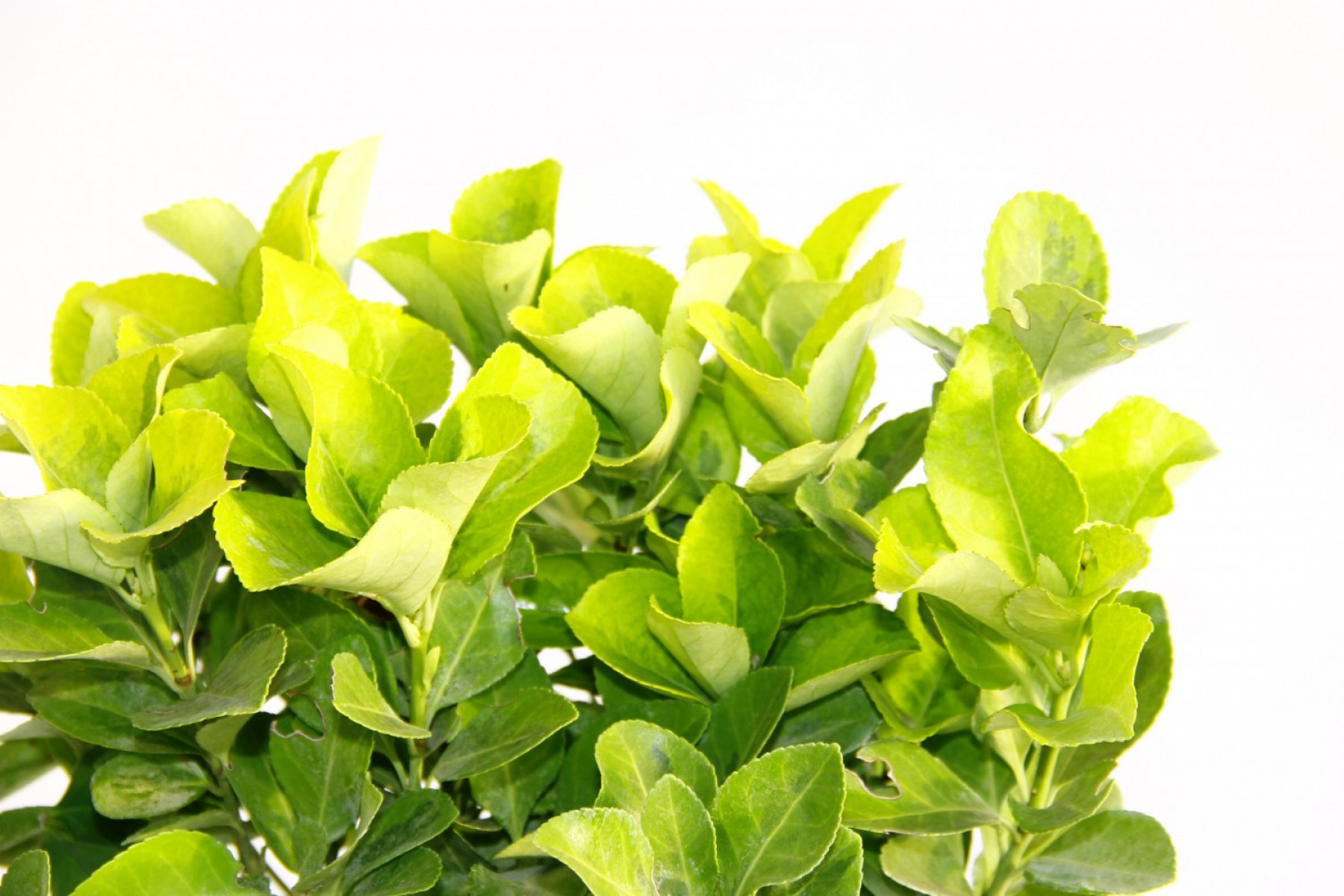 Gold Taflan (Euonymus Japonica Aurea) – Sarı Çit Bitkisi Mavi Saksıda