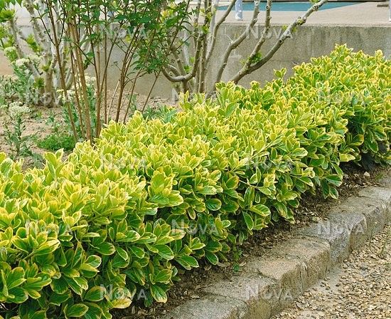 Gold Taflan (Euonymus Japonicus Aurea) Sarı Çit Bitkisi 3 Adet
