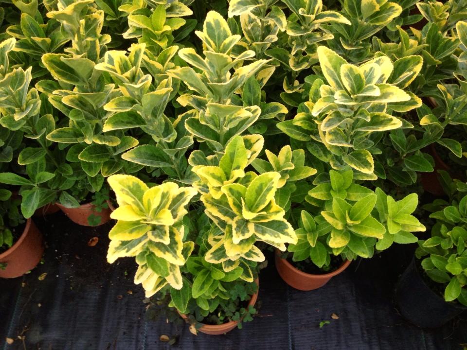 Gold Taflan (Euonymus Japonicus Aurea) Sarı Çit Bitkisi 3 Adet