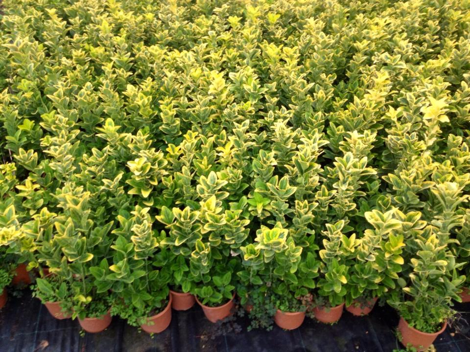 Gold Taflan (Euonymus Japonicus Aurea) Sarı Çit Bitkisi 3 Adet