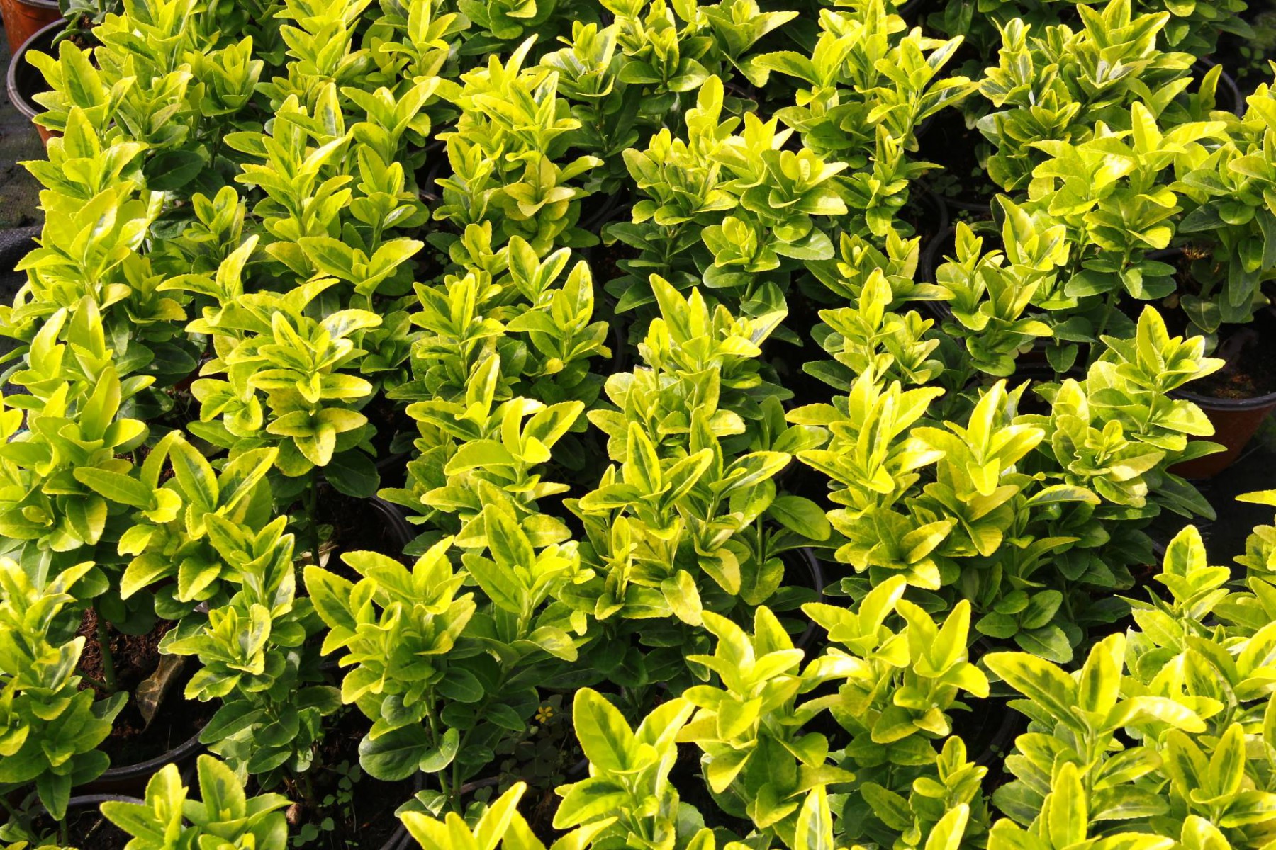 Gold Taflan (Euonymus Japonicus Aurea) Sarı Çit Bitkisi 3 Adet