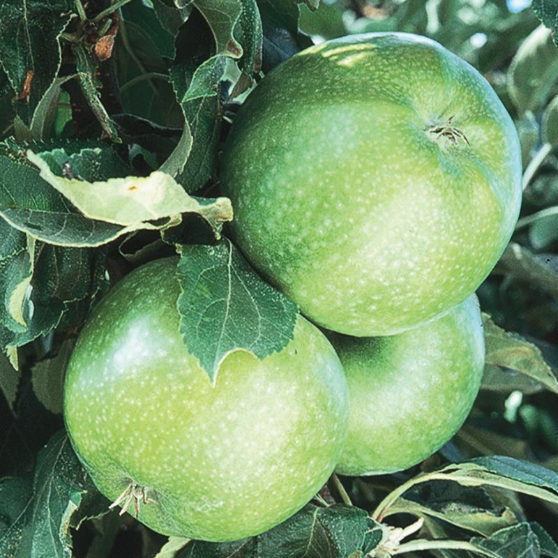 Granny Smith Elma Fidanı 3 Yaş Tüplü ve Aşılı Granny Smith Elma Fidanı 3 Yaş Tüplü ve Aşılı