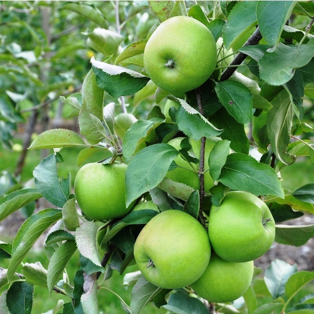 Granny Smith Elma Fidanı 3 Yaş Tüplü ve Aşılı Granny Smith Elma Fidanı 3 Yaş Tüplü ve Aşılı