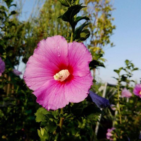 Gülhatmi (Alcea rosea) 3 Adet