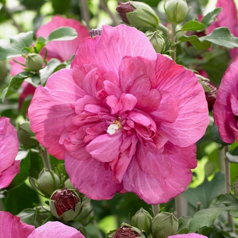 Gülhatmi (Alcea rosea) 3 Adet