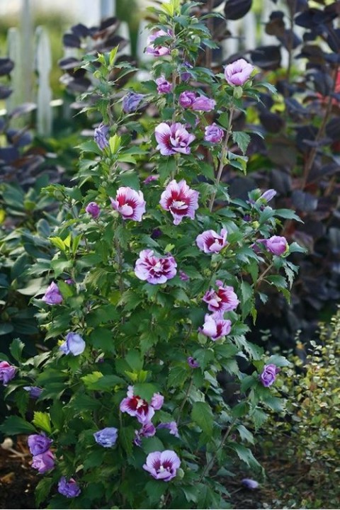 Gülhatmi (Alcea rosea) 50-70 cm Gülhatmi (Alcea rosea) 50-70 cm