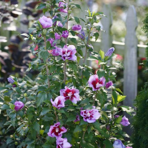 Gülhatmi (Alcea rosea) 50-70 cm Gülhatmi (Alcea rosea) 50-70 cm