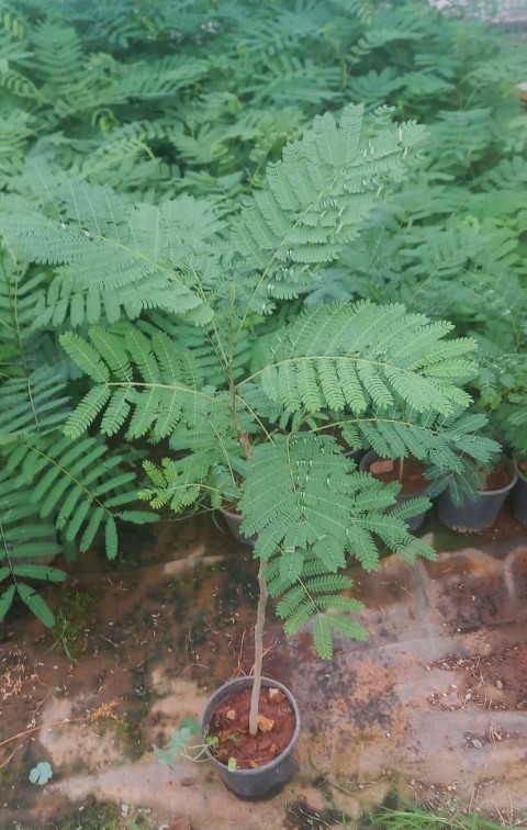 Gülibrişim Fidanı Albizia julibrissin 3 Adet