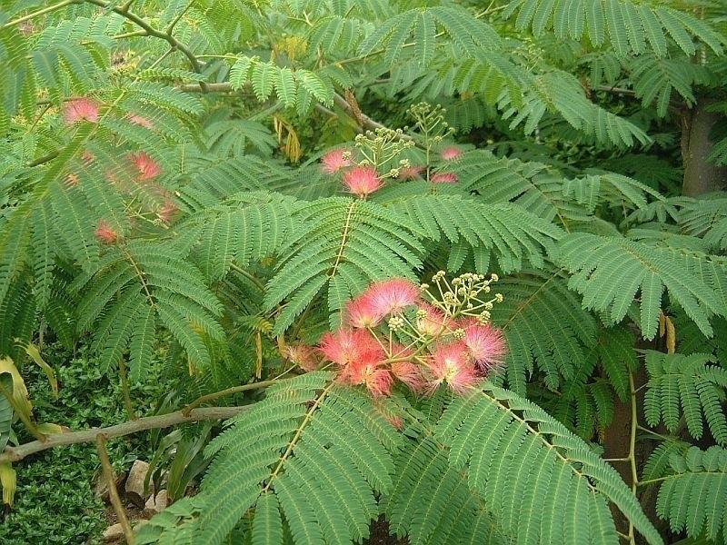 Gülibrişim Fidanı Albizia julibrissin Gülibrişim Fidanı Albizia julibrissin