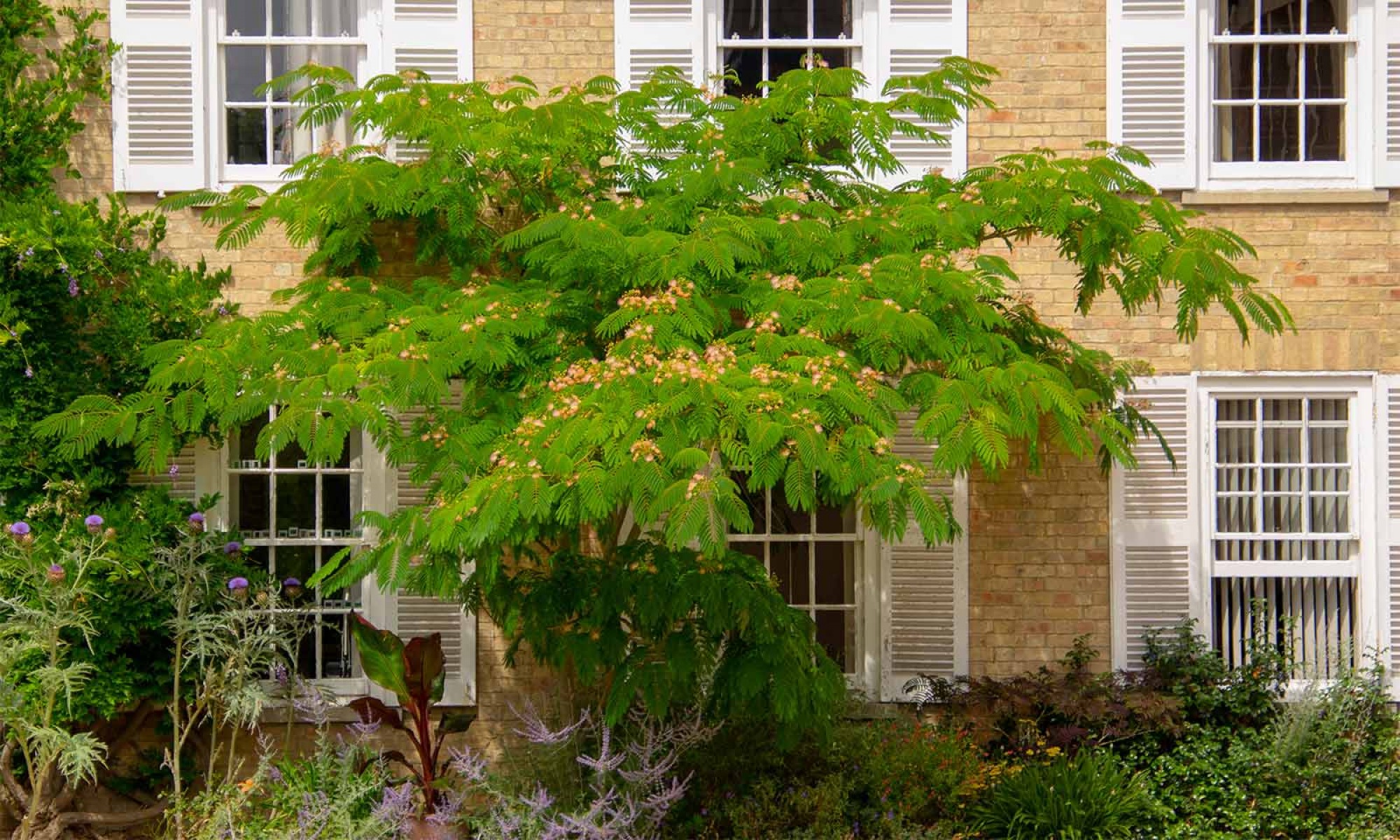 Gülibrişim Fidanı Albizia julibrissin Gülibrişim Fidanı Albizia julibrissin