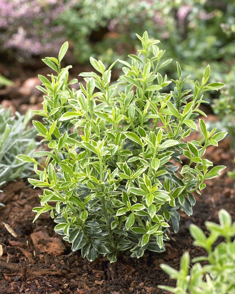 Gümüşi Çıtır Taflan  5  Adet