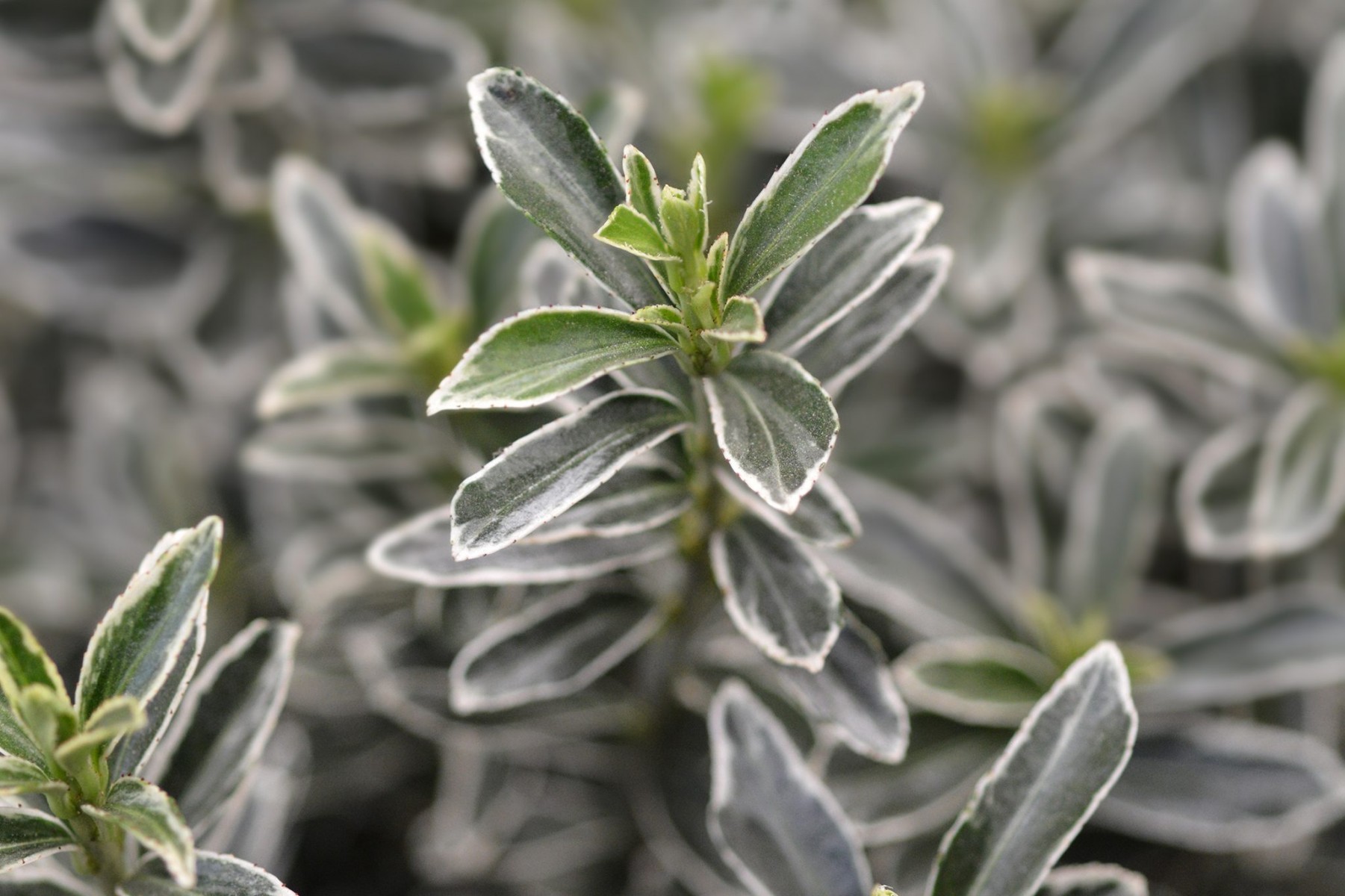 Gümüşi Çıtır Taflan  5  Adet