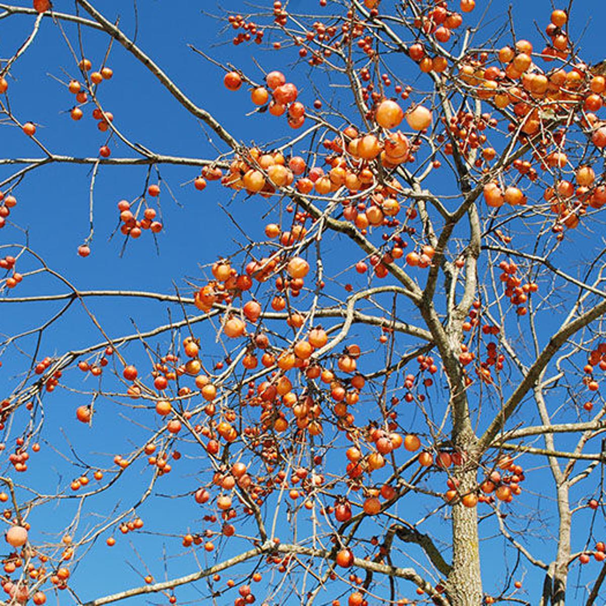 Hachiya Trabzon Hurması Fidanı ( Cennet Meyvesi) 3 Yaş Tüplü ve Aşılı Hachiya Trabzon Hurması Fidanı ( Cennet Meyvesi) 3 Yaş Tüplü ve Aşılı