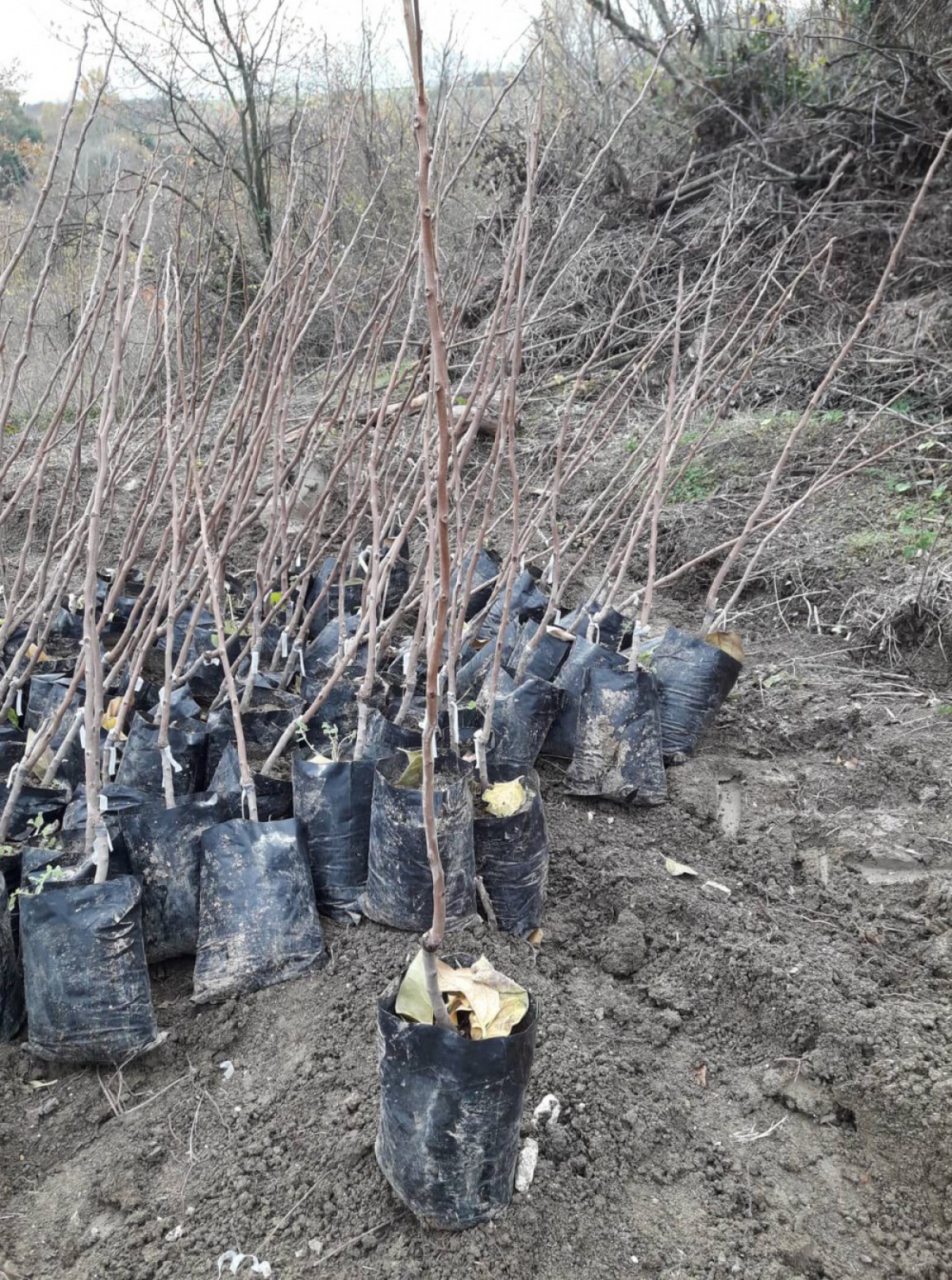 Hachiya Trabzon Hurması Fidanı ( Cennet Meyvesi) 3 Yaş Tüplü ve Aşılı Hachiya Trabzon Hurması Fidanı ( Cennet Meyvesi) 3 Yaş Tüplü ve Aşılı
