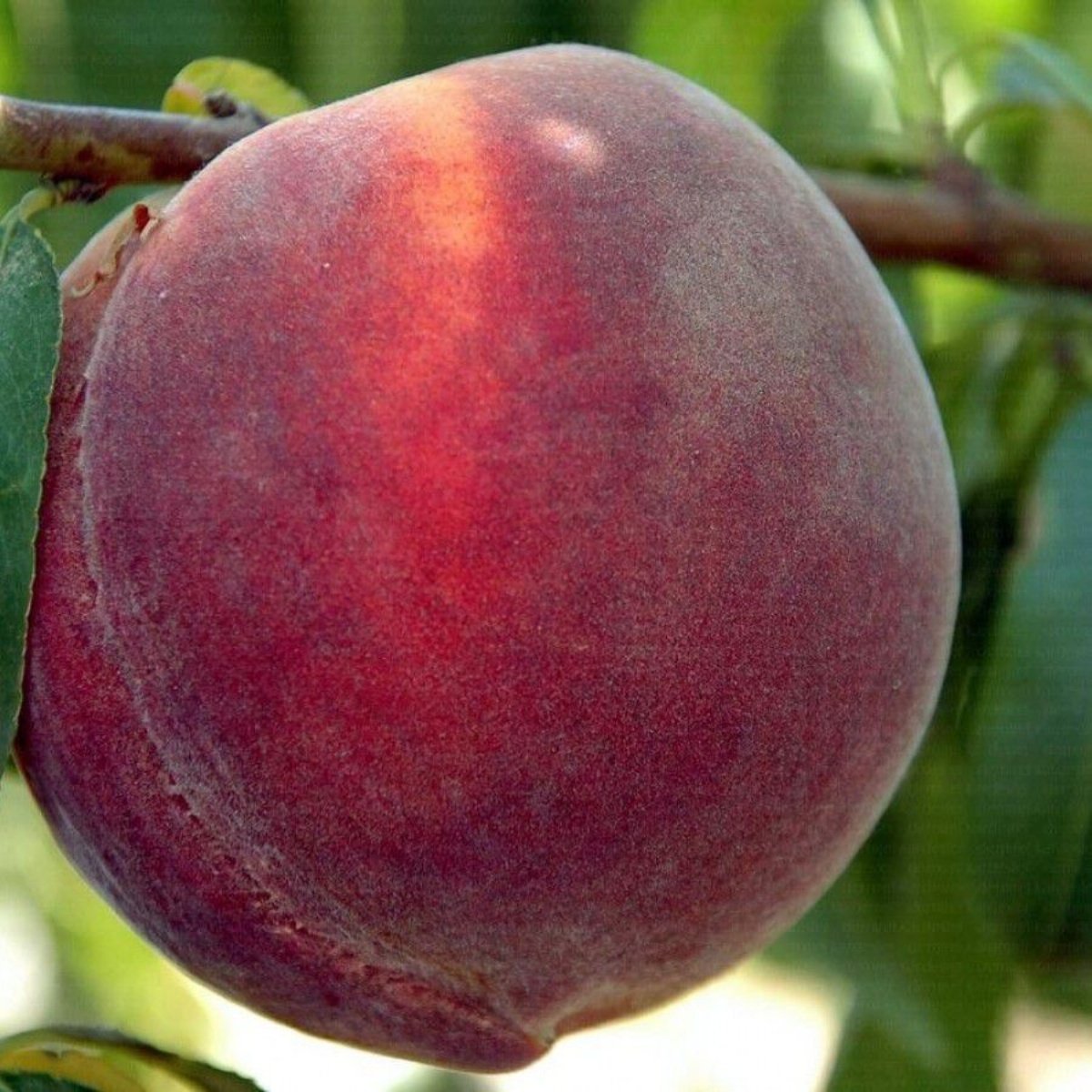 Hale Şeftali Fidanı 3 Yaş Tüplü ve Aşılı Hale Şeftali Fidanı 3 Yaş Tüplü ve Aşılı