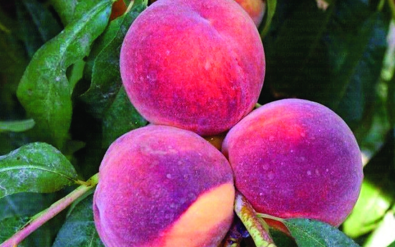 Hale Şeftali Fidanı 3 Yaş Tüplü ve Aşılı Hale Şeftali Fidanı 3 Yaş Tüplü ve Aşılı