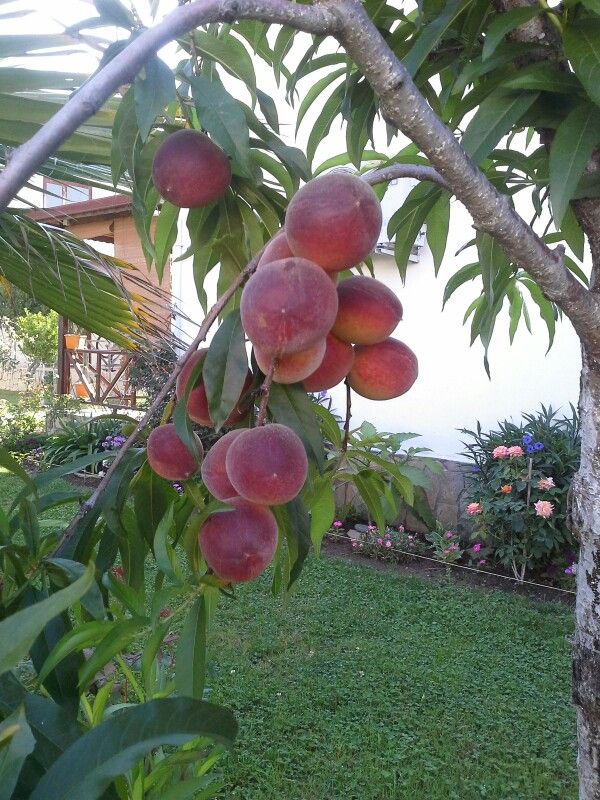 Hale Şeftali Fidanı 3 Yaş Tüplü ve Aşılı Hale Şeftali Fidanı 3 Yaş Tüplü ve Aşılı