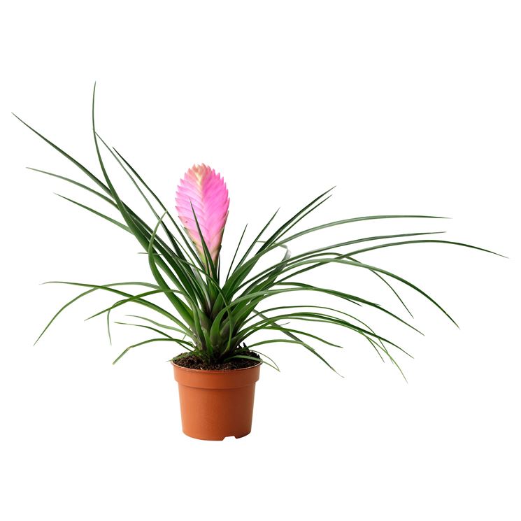 Hava Bitkisi (Tillandsia) Airplant
