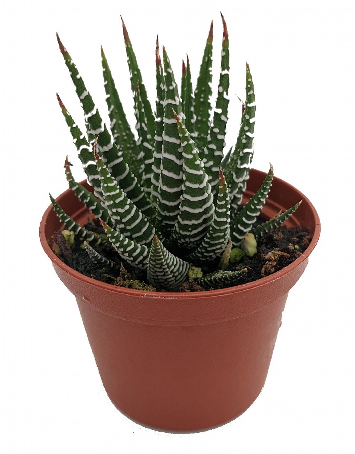 Haworthia Fasciata Zebra  10 Adet