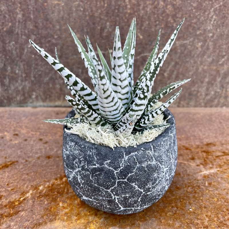 Haworthia Fasciata Zebra 5 Adet