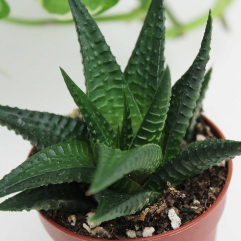 Haworthia Limifolia 10 Adet