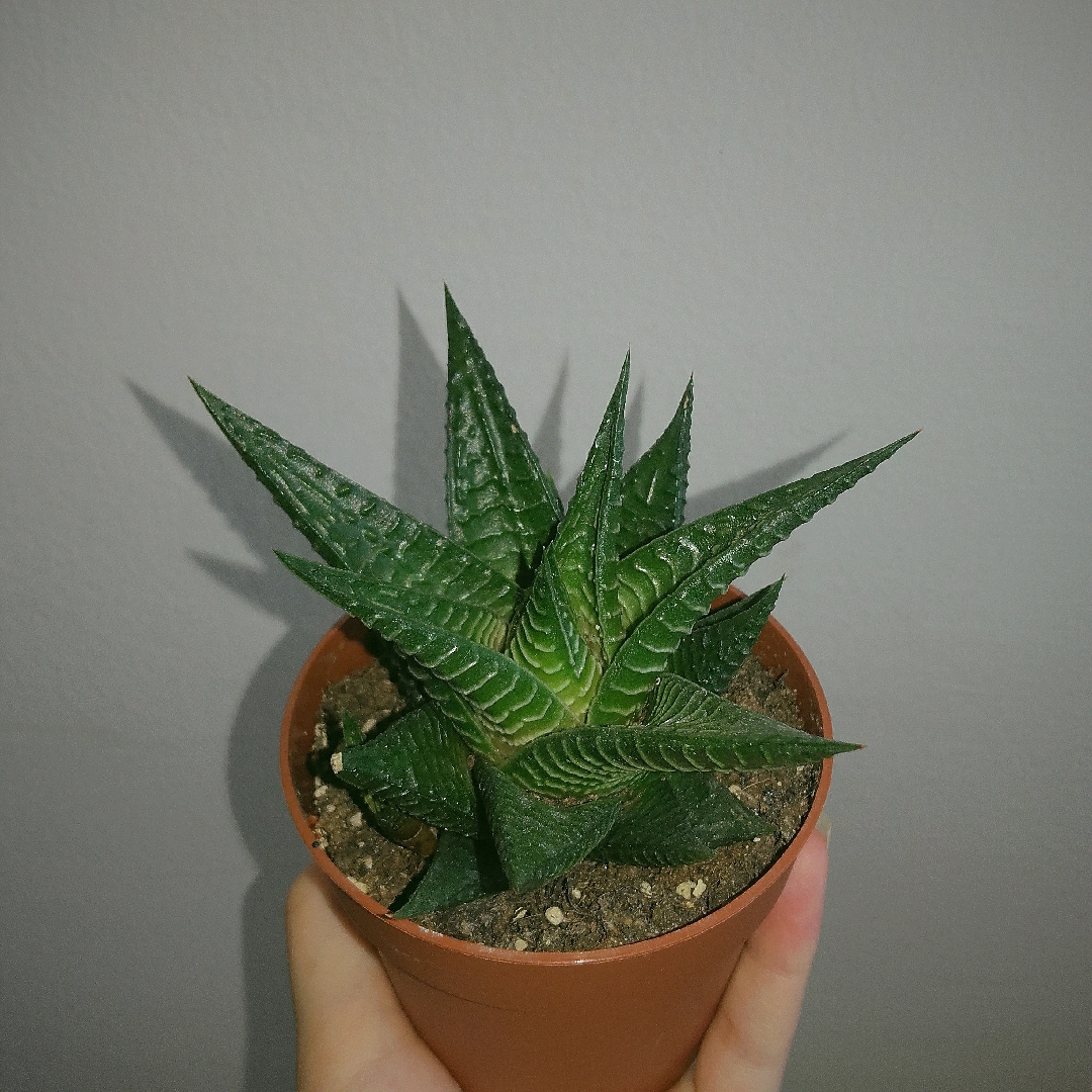 Haworthia Limifolia 5 Adet