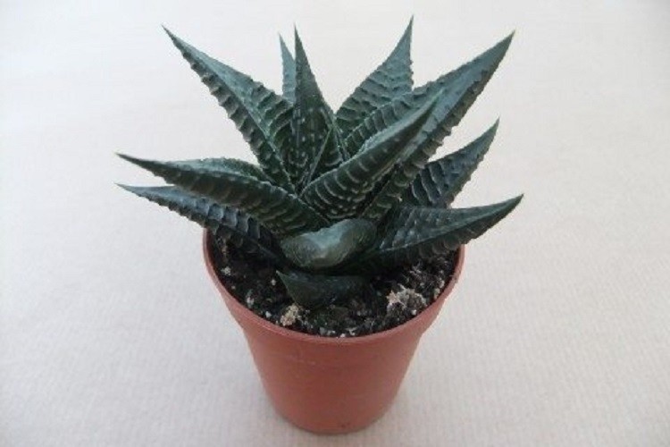 Haworthia Limifolia 5 Adet