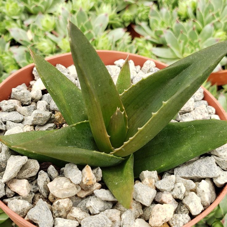 Haworthia Pentagona 10 Adet