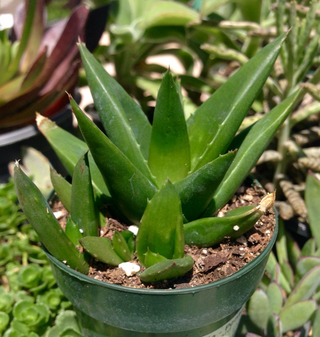 Haworthia Pentagona 20 Adet
