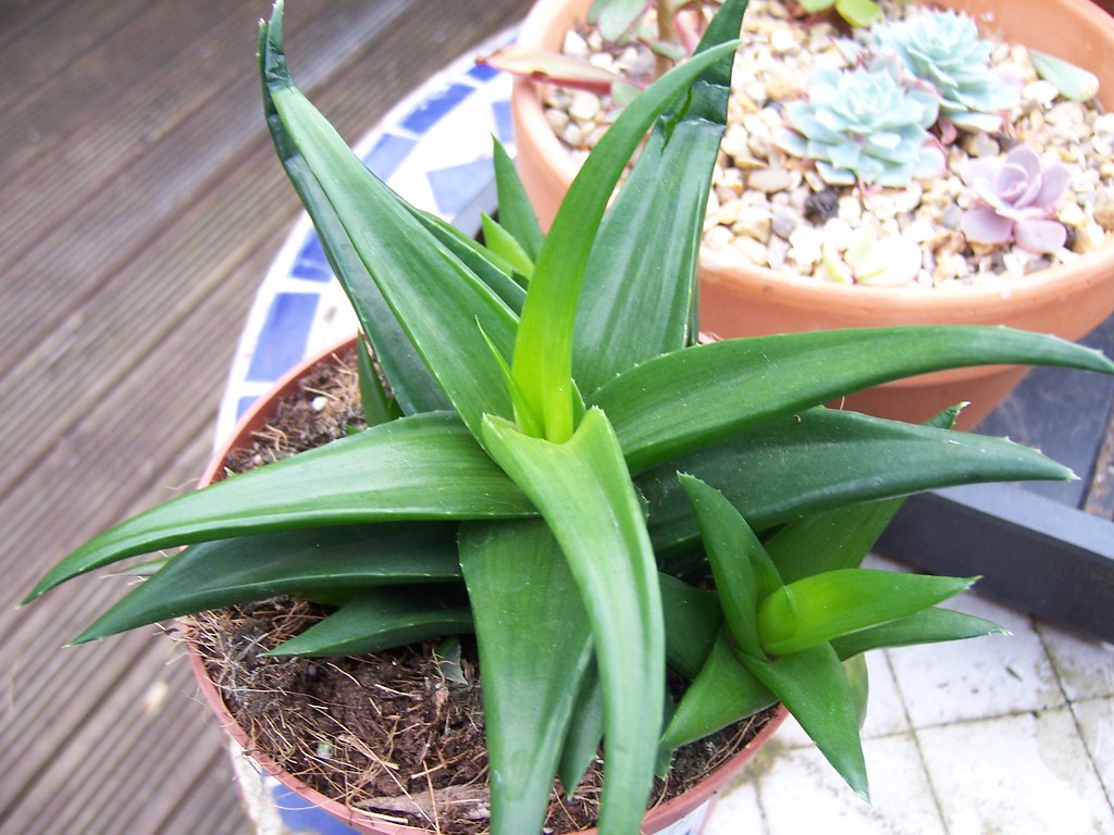 Haworthia Pentagona 5 Adet