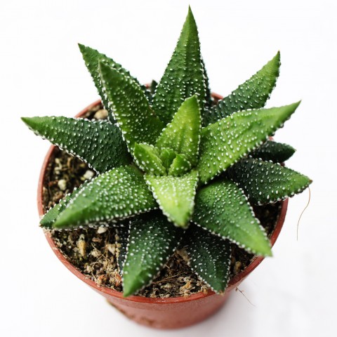 Haworthia Pumila 10 Adet