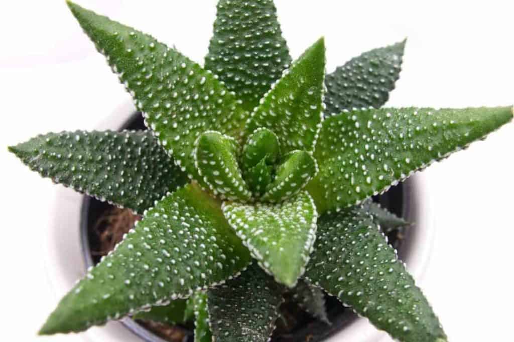 Haworthia Pumila 5 Adet