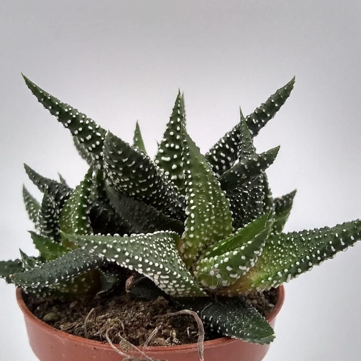 Haworthia Pumila 5 Adet