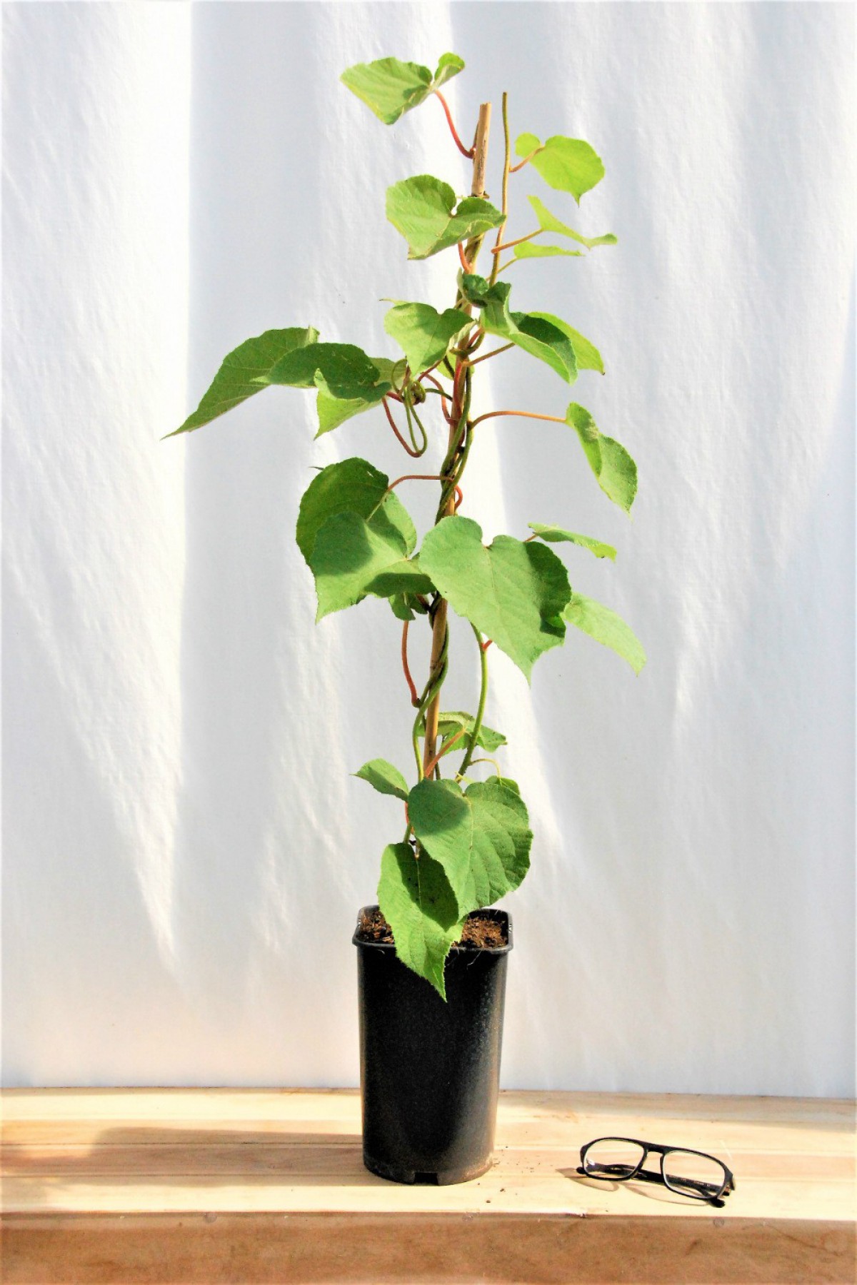 Hayward Kivi Fidanı (Erkek)